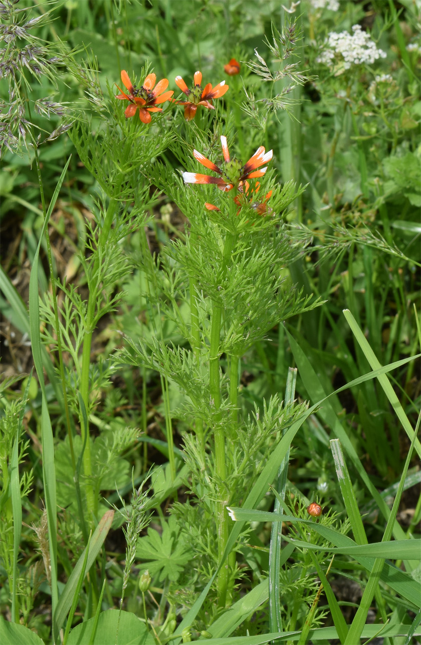 Image of Adonis parviflora specimen.