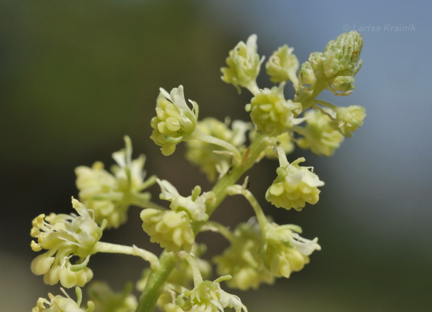 Изображение особи Reseda lutea.
