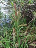 Фото род Carex
