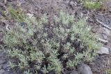 View full-size image Artemisia glomerata