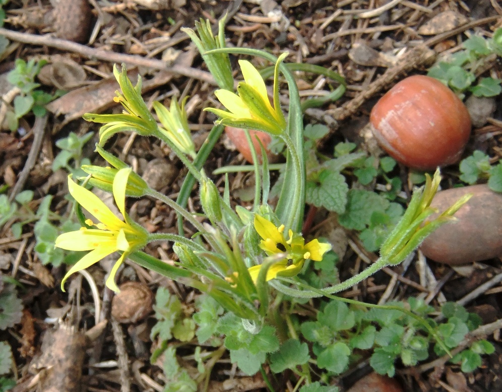 Image of Gagea villosa specimen.