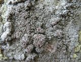 Смотреть изображение Lecanora cenisia