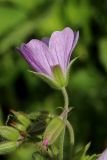 Смотреть изображение Geranium sylvaticum