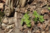 View full-size image Geranium sylvaticum