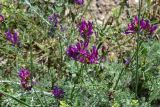 View full-size image genus Astragalus