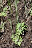 Arabidopsis thaliana. Основания побегов с розетками прикорневых листьев. Ленинградская область, пос. Дубочки, на дачном участке. 22.05.2011.