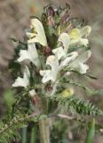 Pedicularis physocalyx