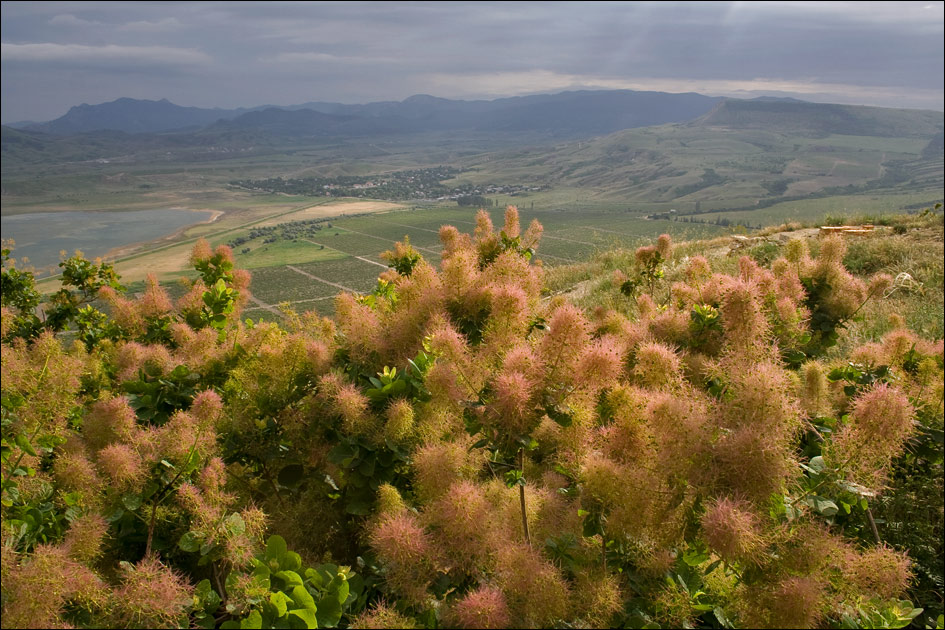 Image of Cotinus coggygria specimen.