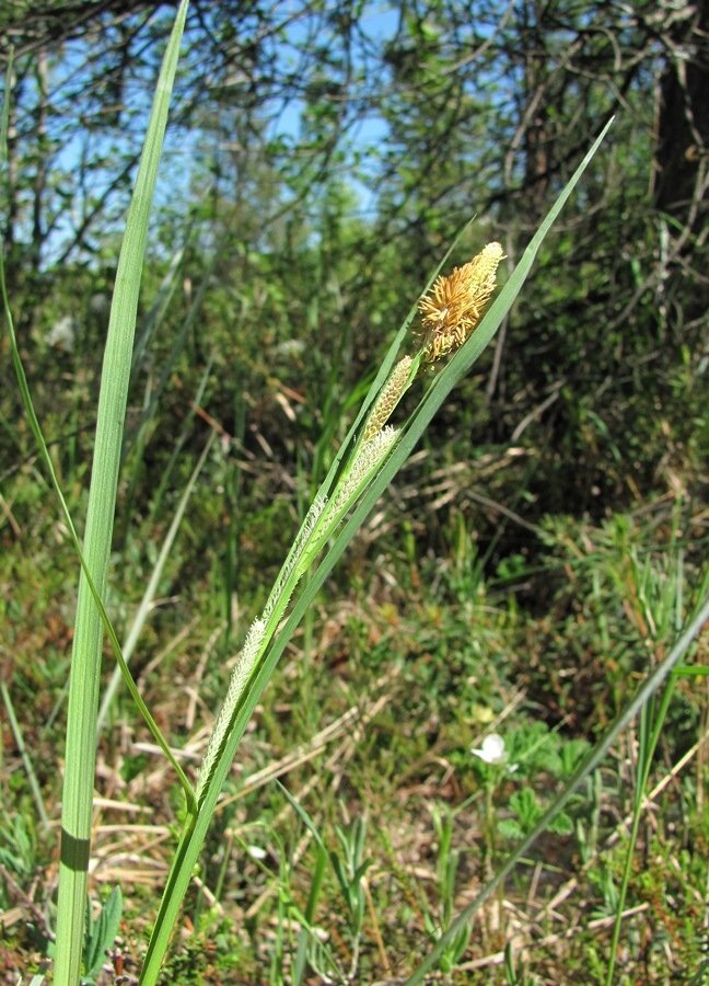 Image of Carex aquatilis specimen.