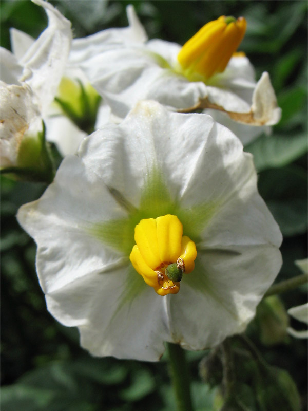 Image of Solanum tuberosum specimen.