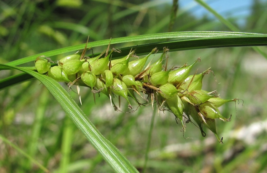 Image of Carex vesicaria specimen.