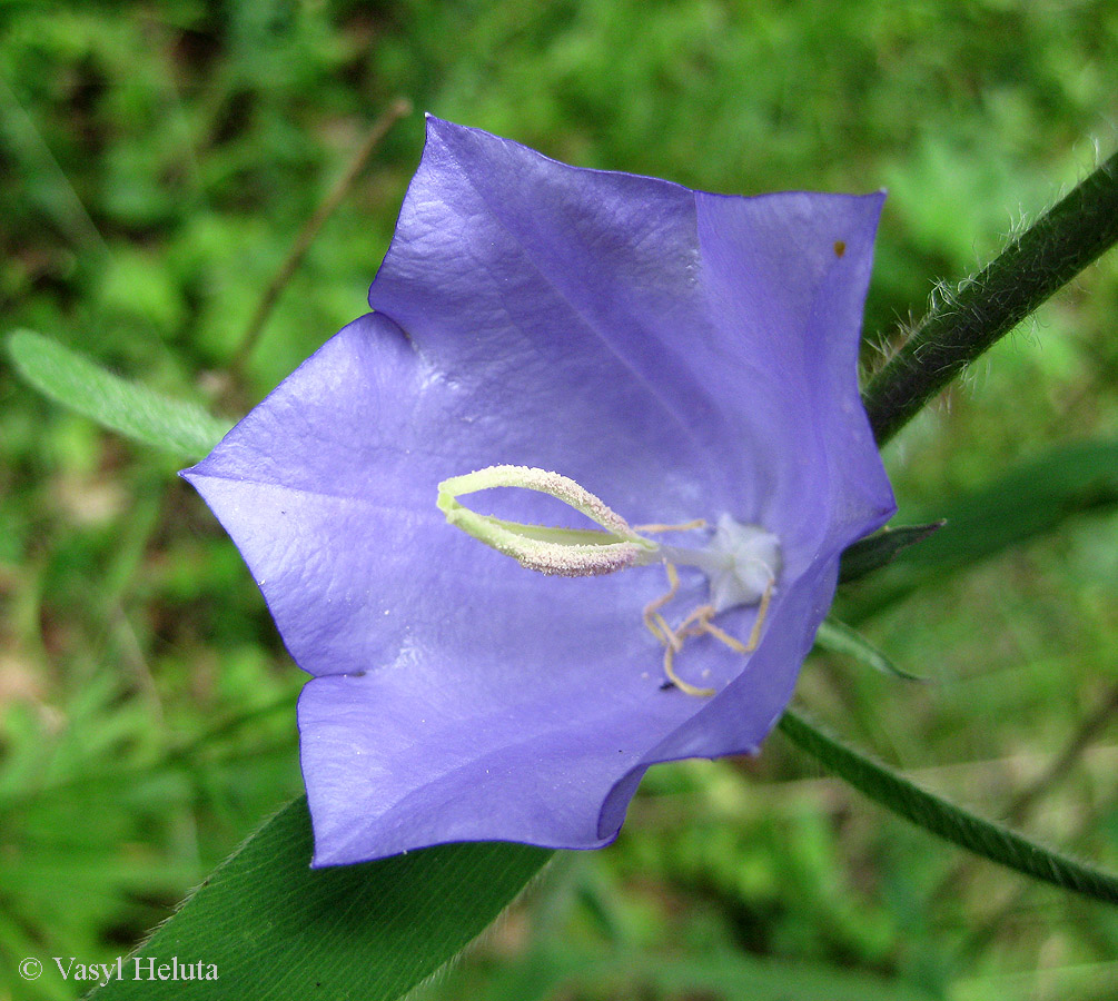 Image of Campanula persicifolia specimen.