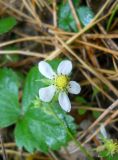 Fragaria vesca