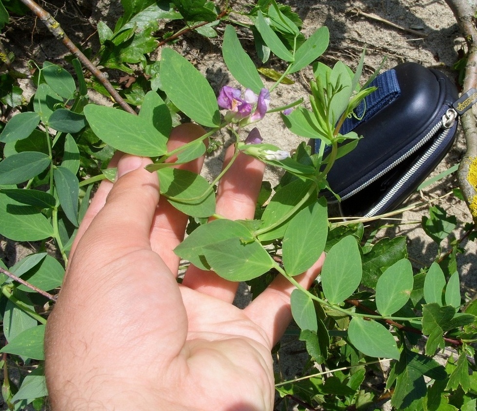 Изображение особи Lathyrus japonicus ssp. maritimus.