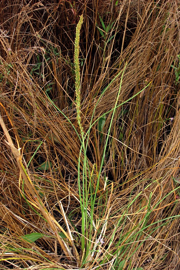 Image of Triglochin maritima specimen.