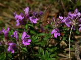 Thymus serpyllum. Побеги с соцветиями.