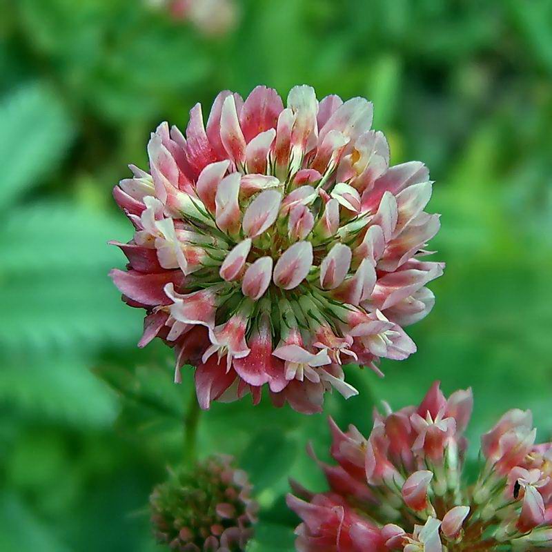 Изображение особи Trifolium hybridum.