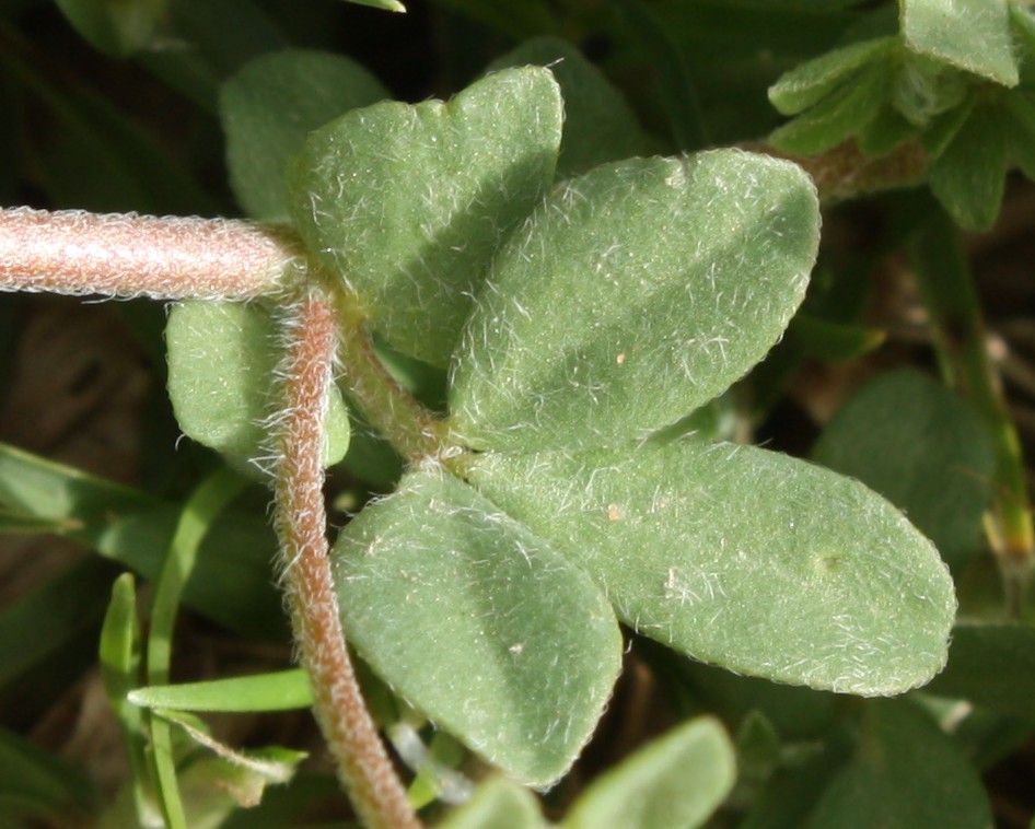 Image of Lotus cytisoides specimen.