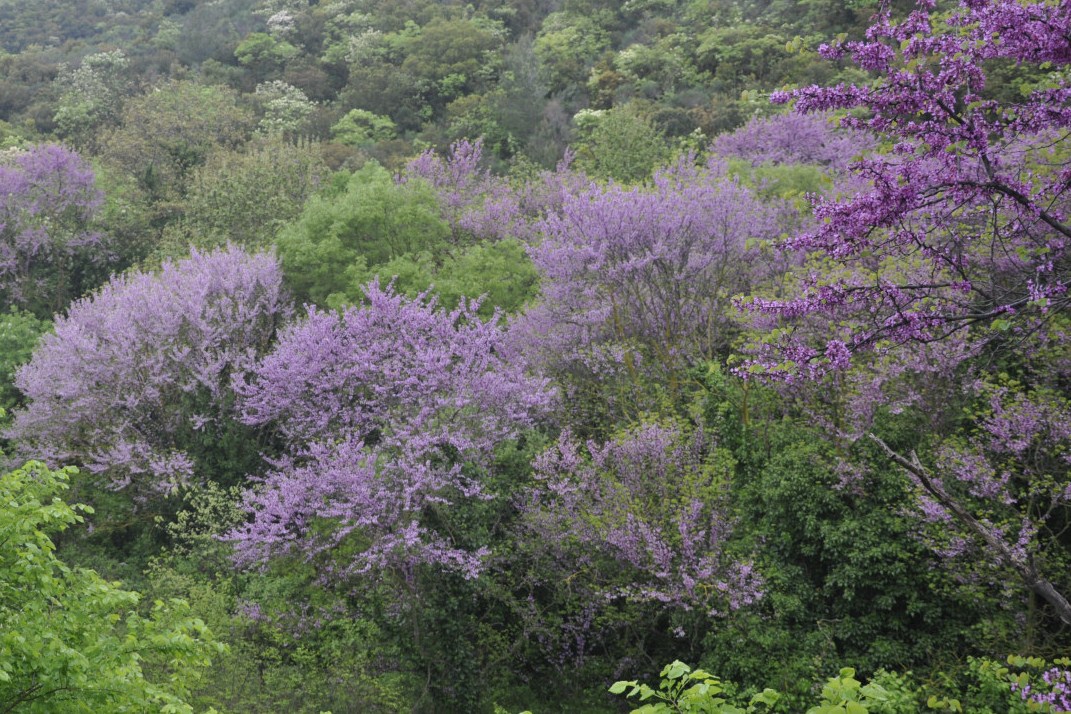 Image of Cercis siliquastrum specimen.