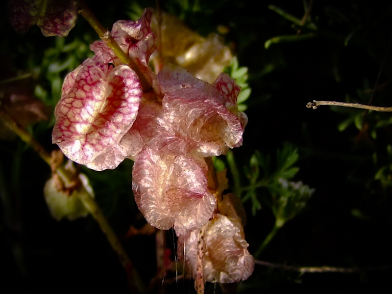 Image of Rumex occultans specimen.