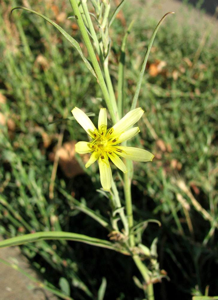 Изображение особи Tragopogon soltisiorum.