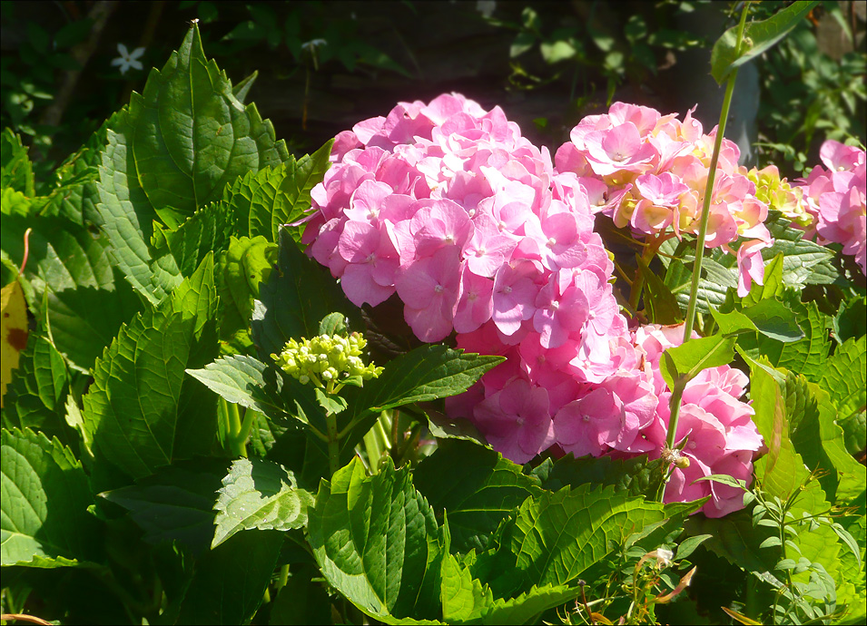 Image of Hydrangea macrophylla specimen.