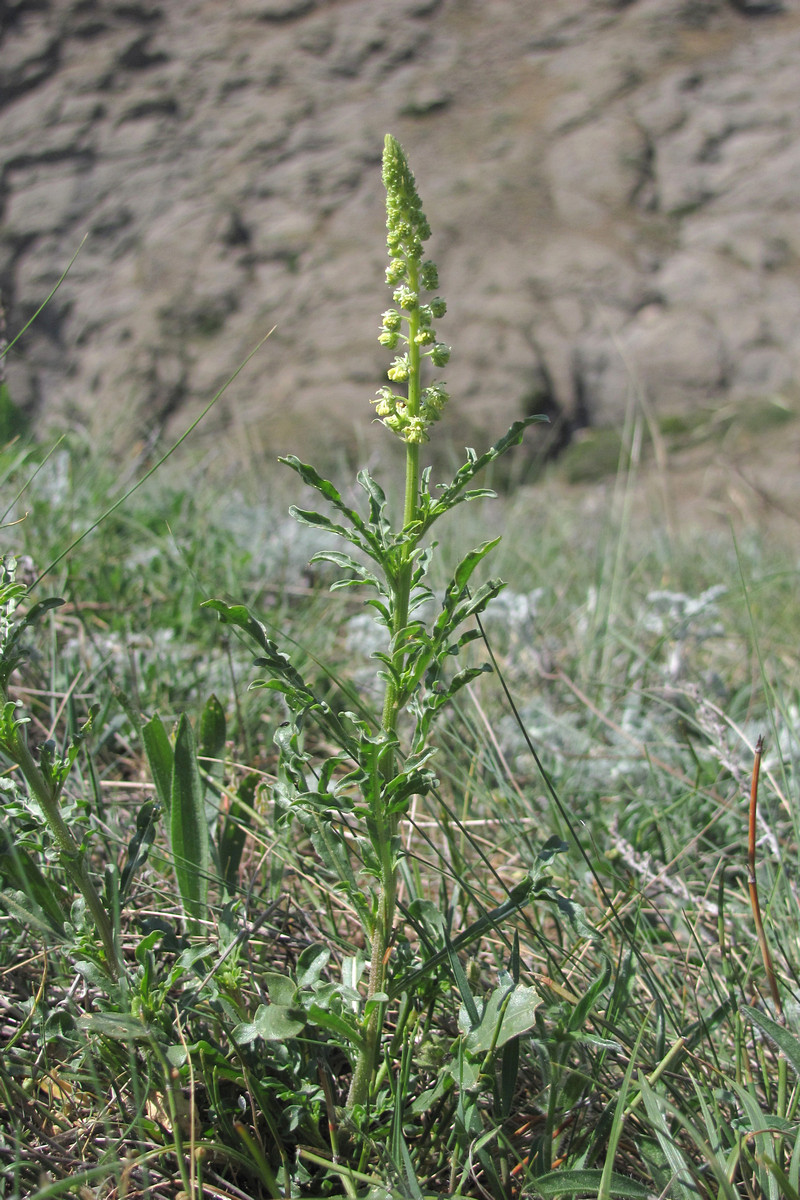 Image of Reseda lutea specimen.