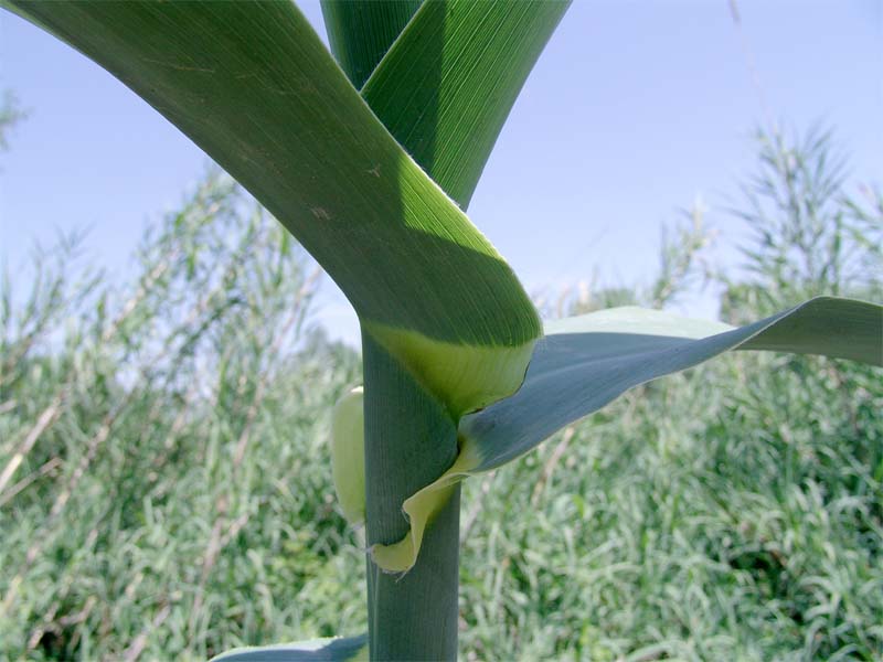 Image of Arundo donax specimen.