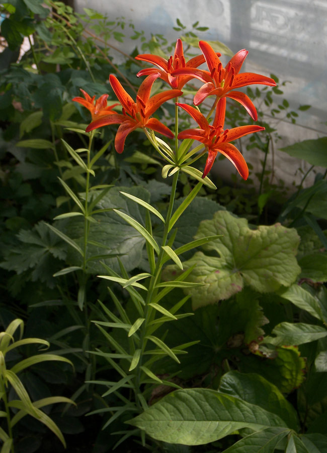 Image of Lilium buschianum specimen.