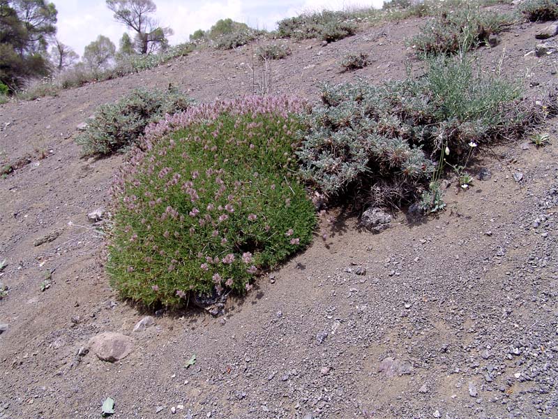 Изображение особи Astragalus hohenackeri.