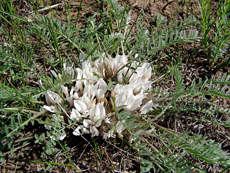 Image of Astragalus dolichophyllus specimen.