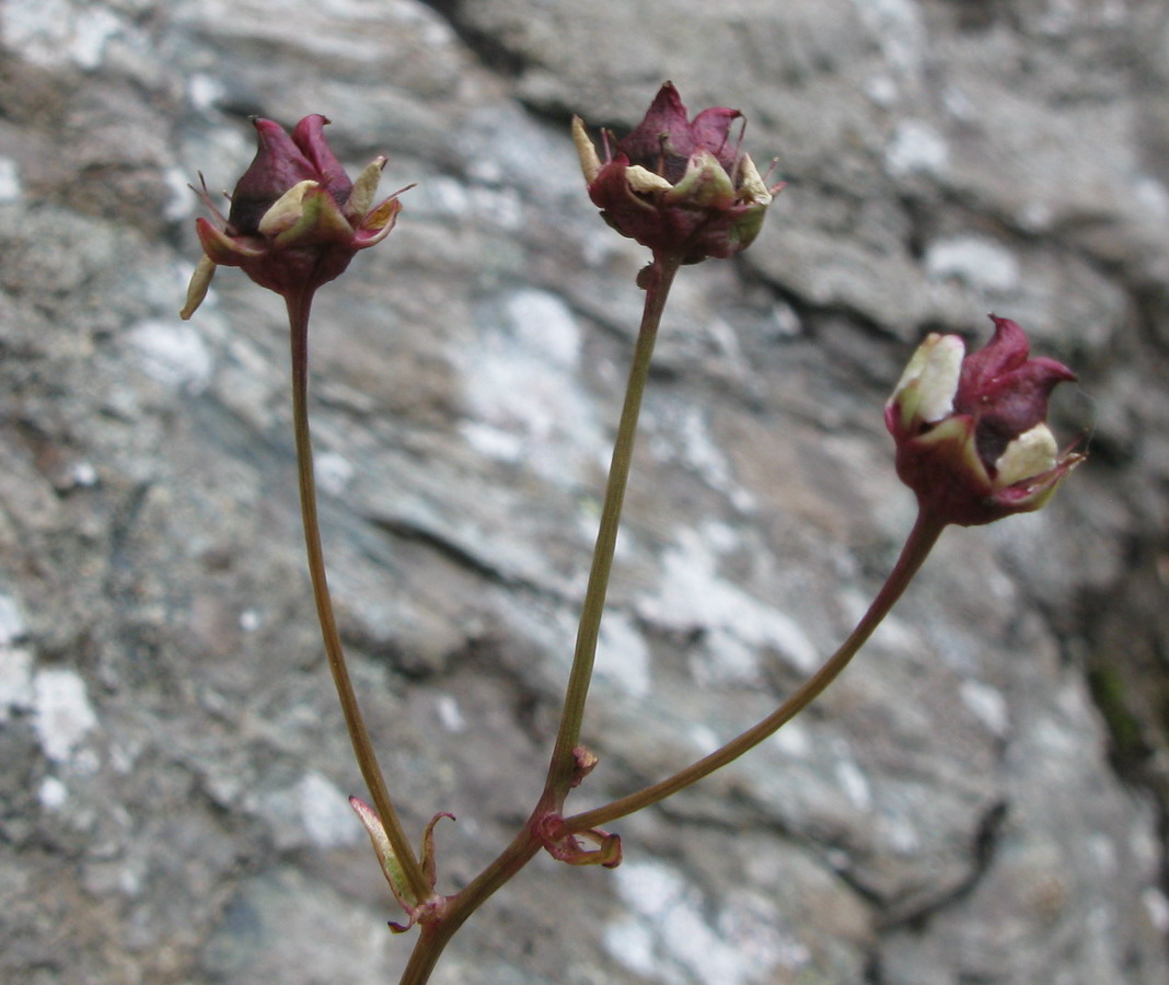 Image of Micranthes melaleuca specimen.