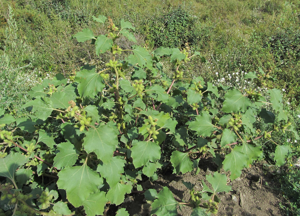 Image of Xanthium orientale specimen.