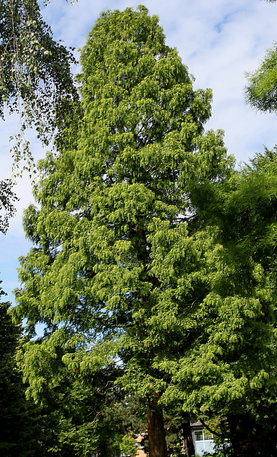 Изображение особи Metasequoia glyptostroboides.