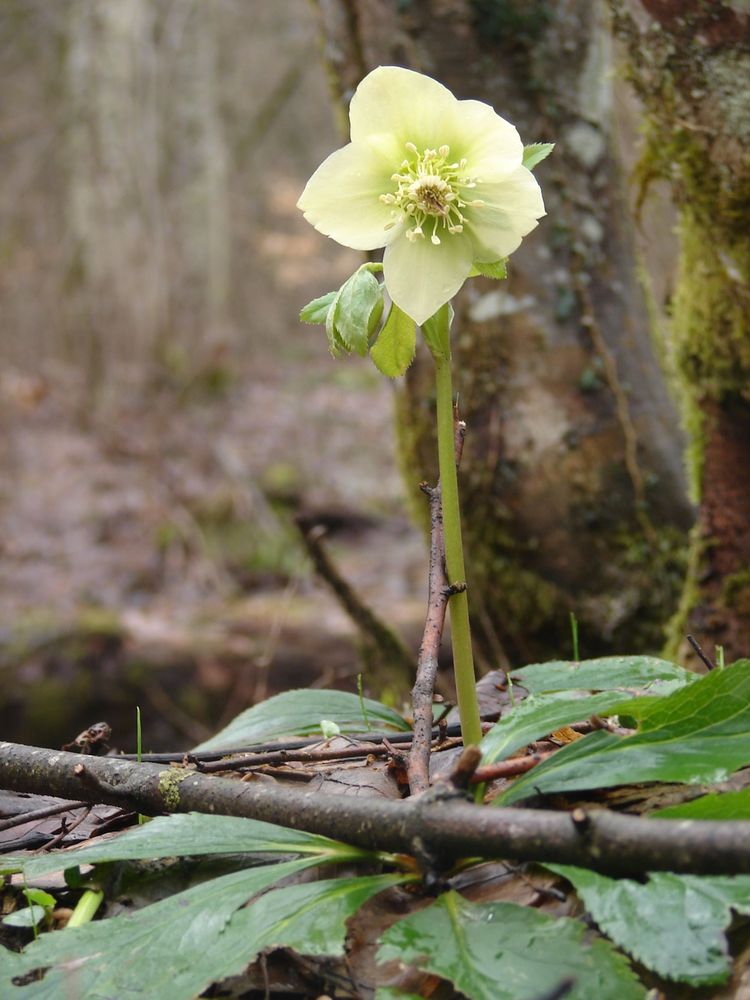 Image of Helleborus caucasicus specimen.