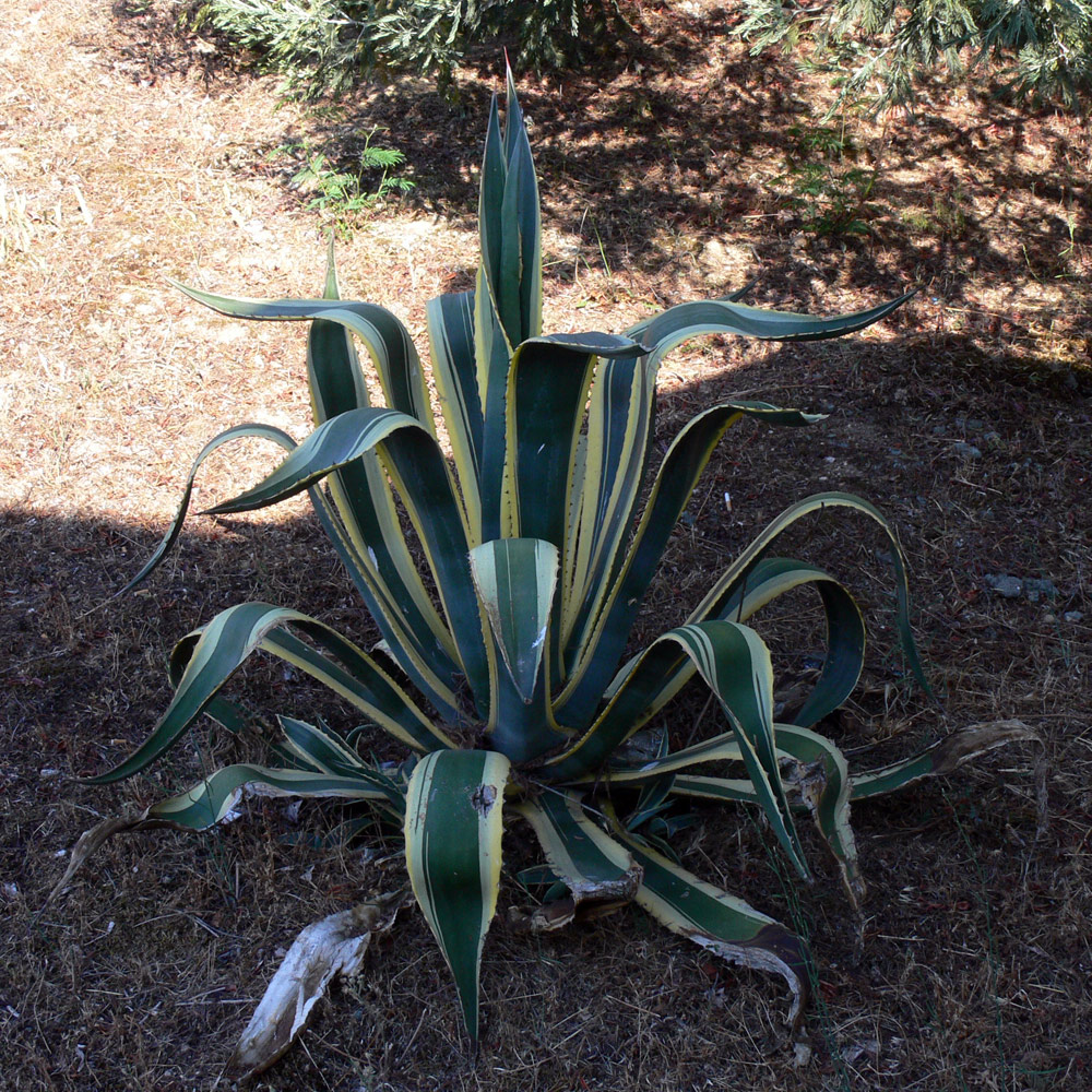 Image of Agave americana var. marginata specimen.