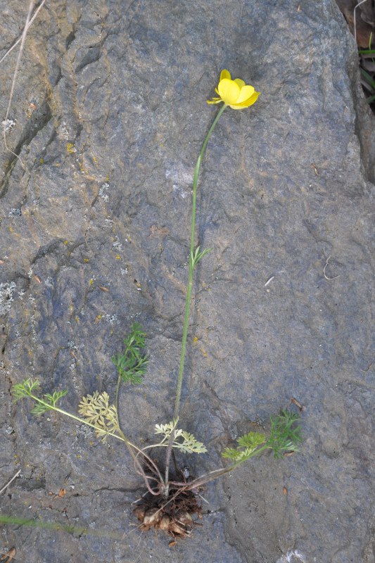 Image of Ranunculus millefoliatus specimen.