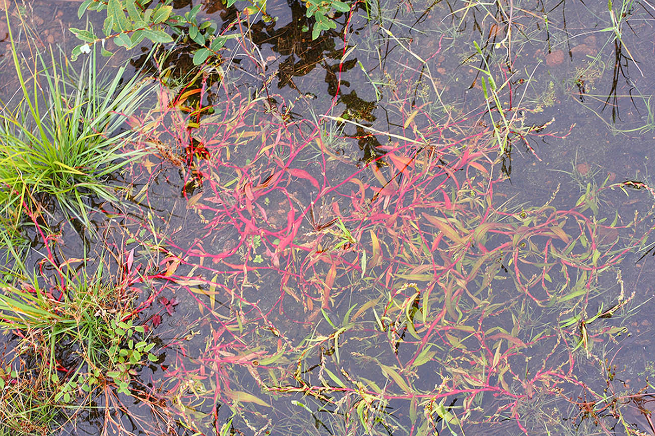 Image of Persicaria hydropiper specimen.