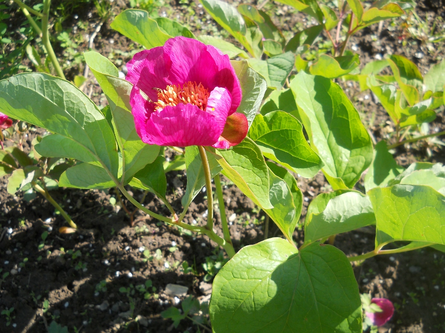 Изображение особи Paeonia caucasica.