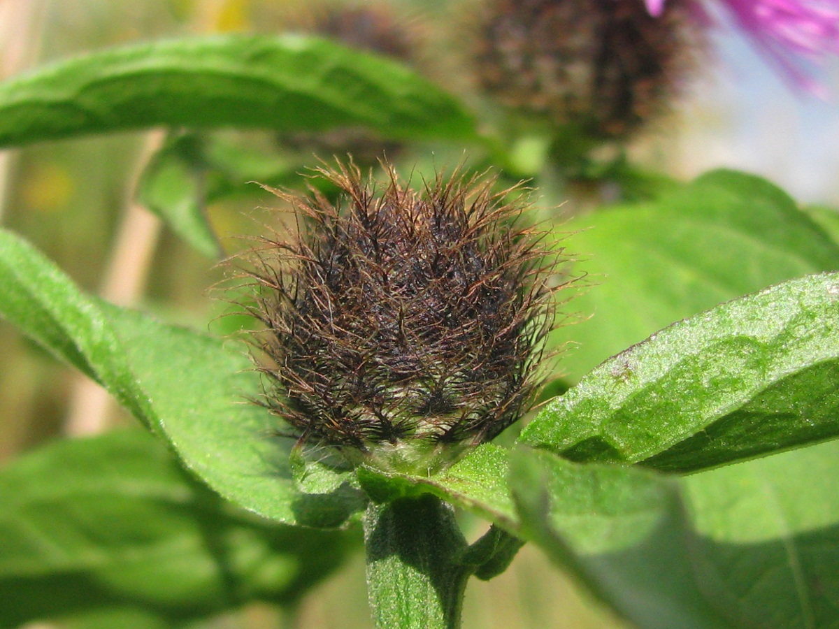 Image of Centaurea carpatica specimen.