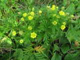 Potentilla multifida. Цветущее растение на низкотравном лугу. Иркутская обл., г. Бодайбо, правый борт долины р. Витим. 06.07.2012.