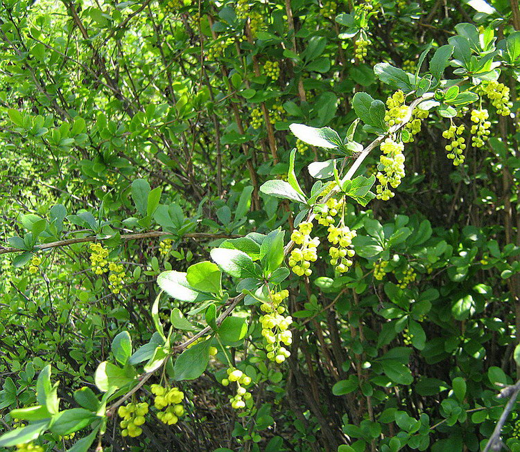 Изображение особи Berberis amurensis.