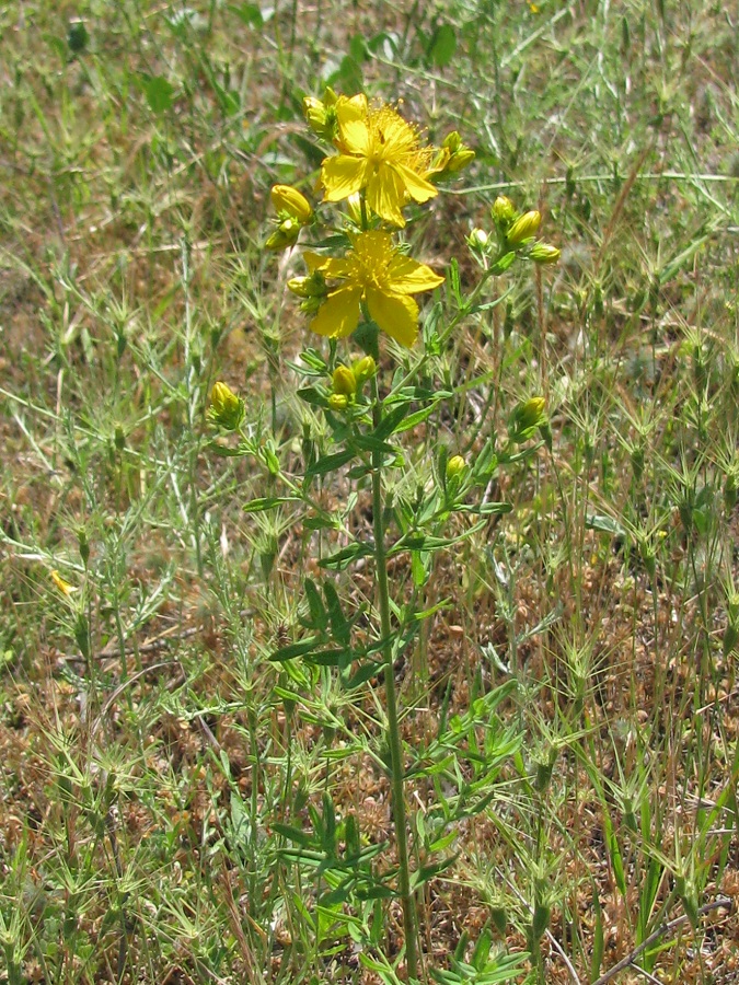 Изображение особи Hypericum perforatum.