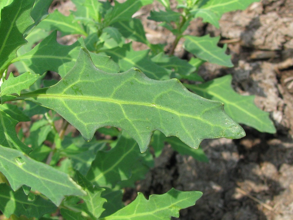 Image of Oxybasis glauca specimen.