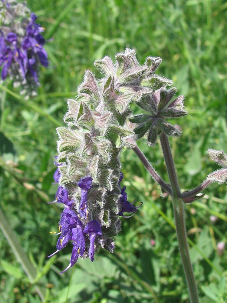 Image of Salvia nutans specimen.