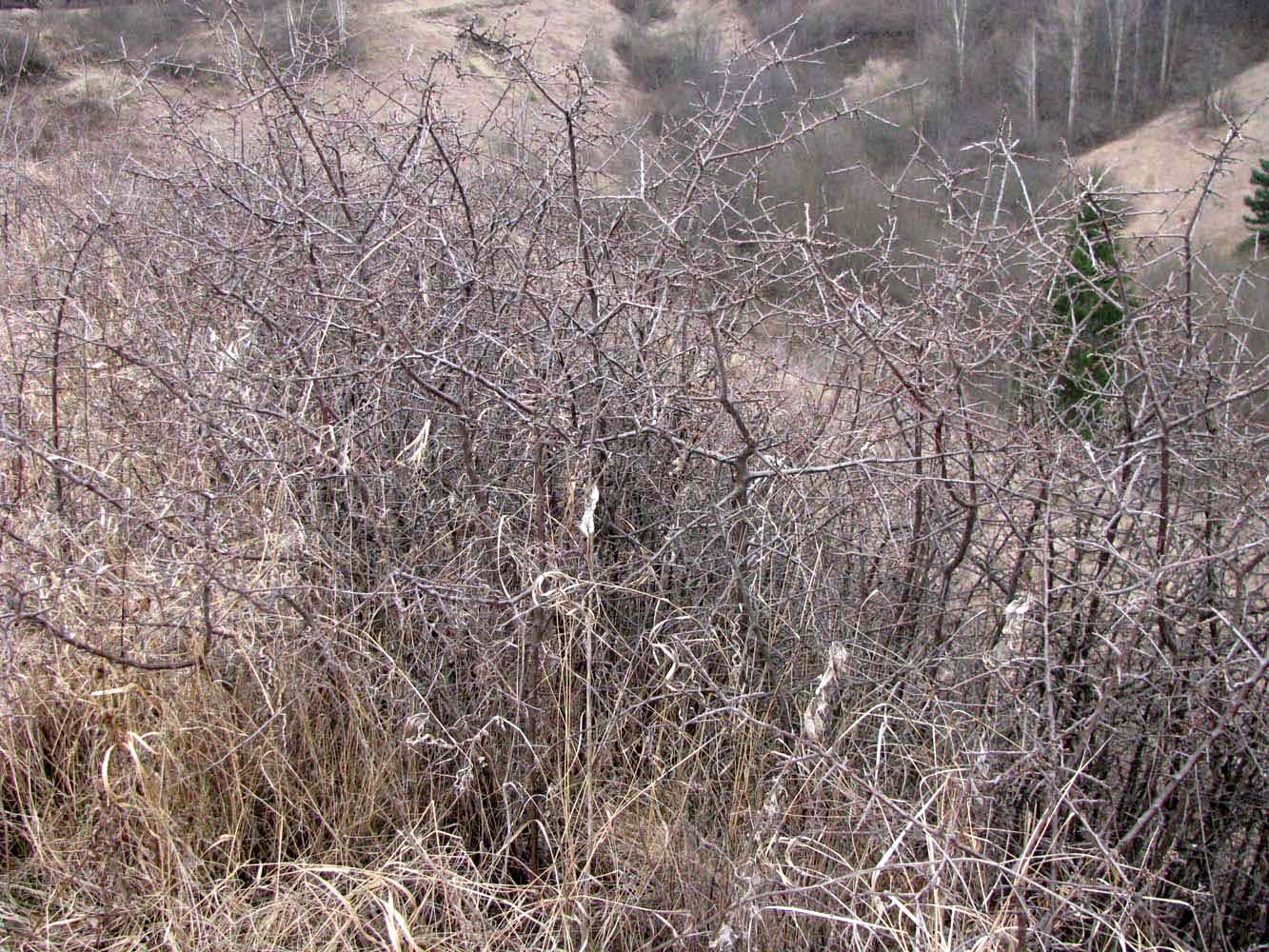 Image of Prunus stepposa specimen.