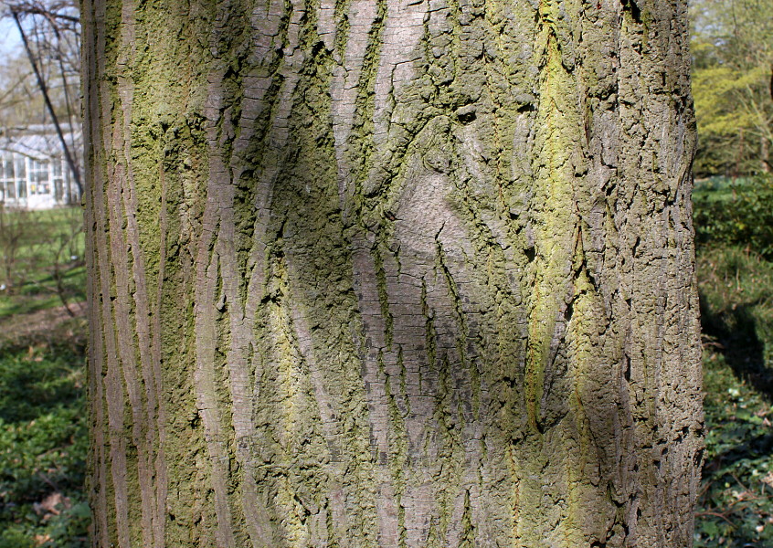 Image of Tilia platyphyllos specimen.