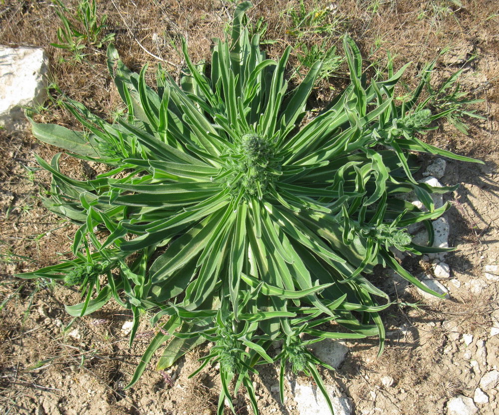 Image of Echium biebersteinii specimen.