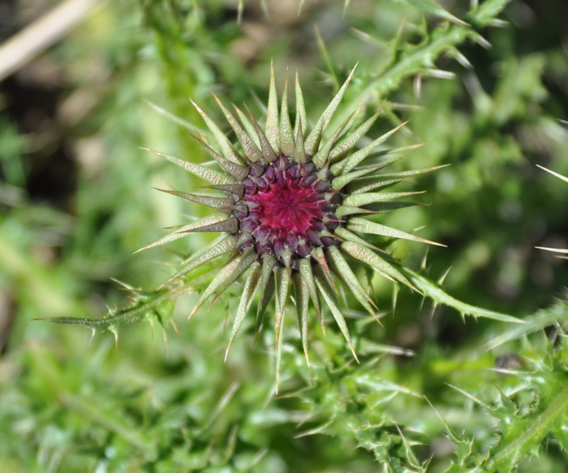 Image of Carduus onopordioides specimen.