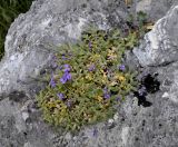 Aubrieta thessala